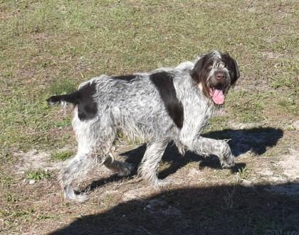 Dutch, ADOPTABLE, Adult Male German Wirehaired Pointer.