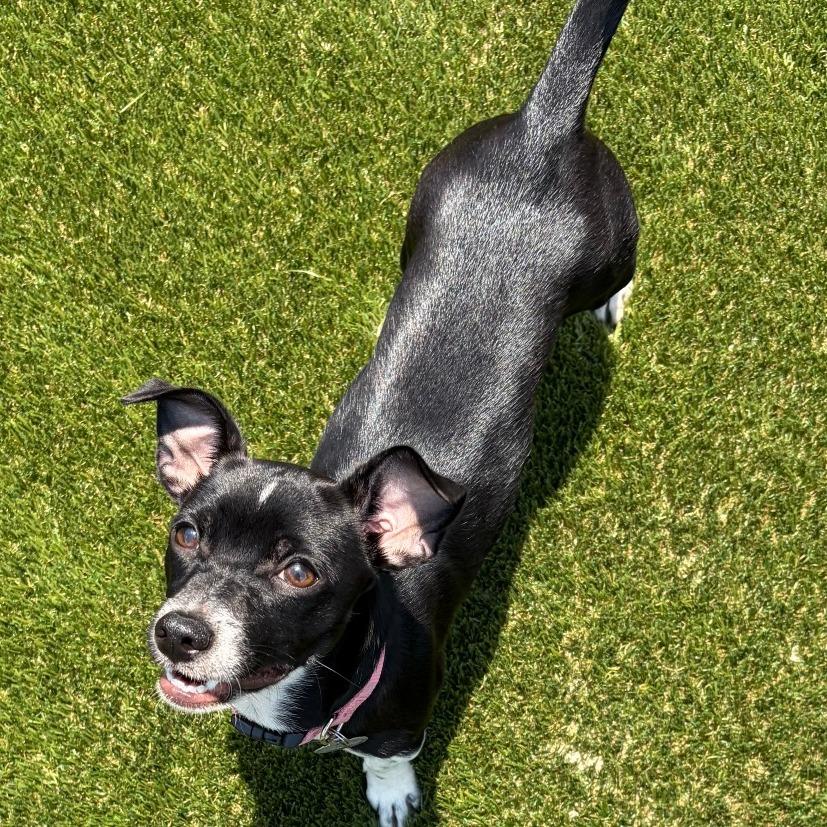 GIGI, a Adoptable mixed breed in Greensboro, GA image 1/5