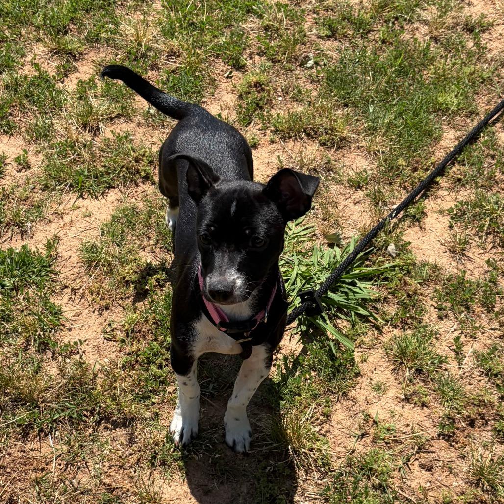 GIGI, Adoptable, Puppy Female Chihuahua & Mixed Breed.