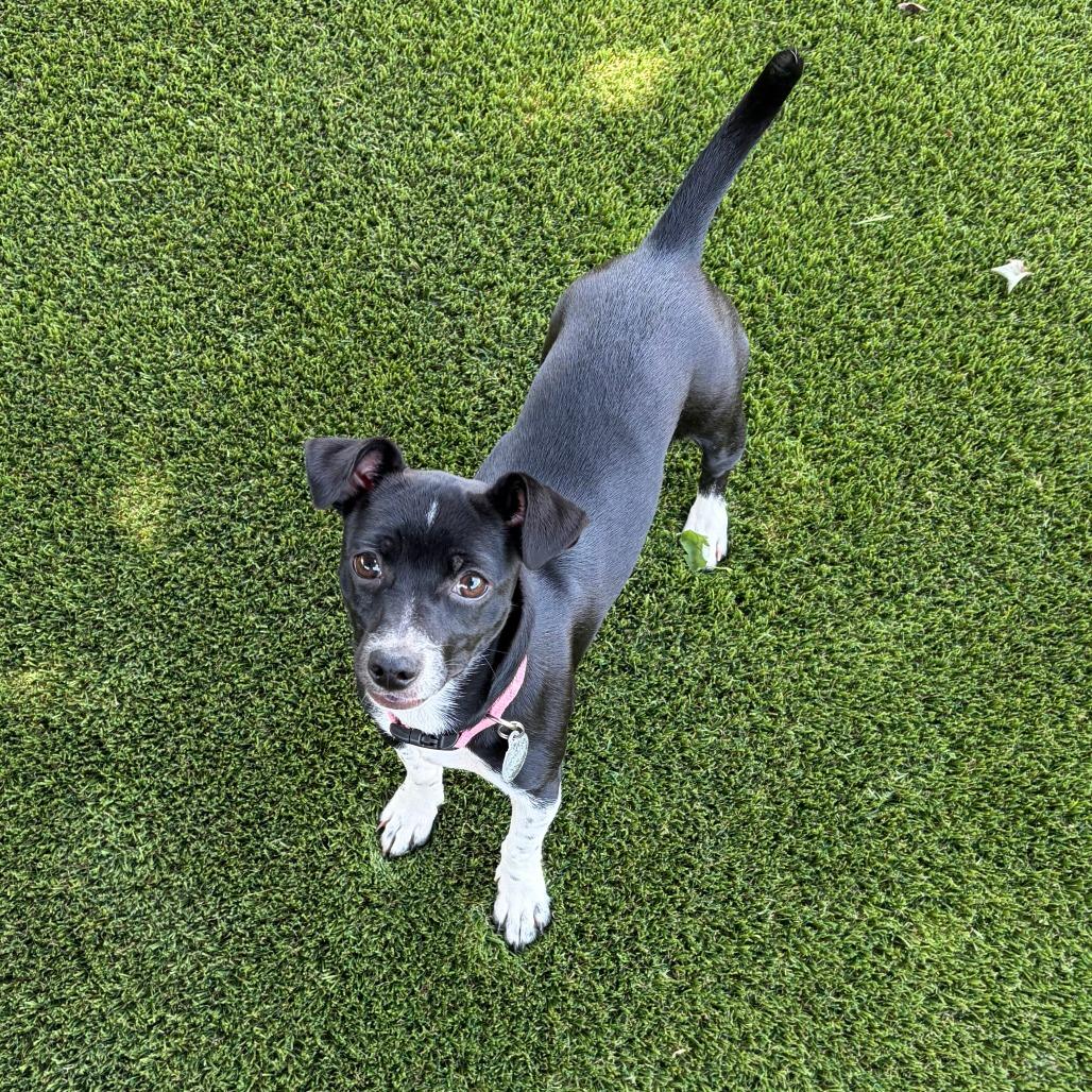 GIGI, a Adoptable mixed breed in Greensboro, GA image 3/5