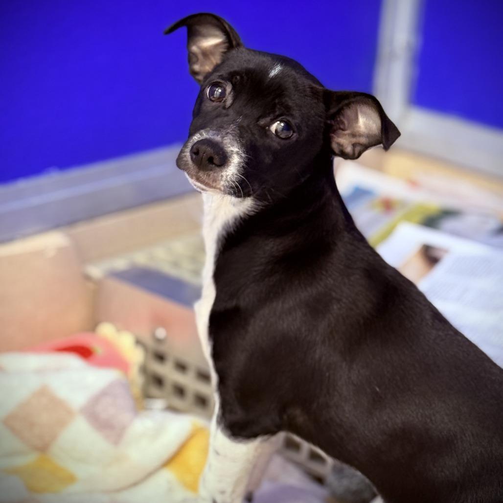 GIGI, Adoptable, Puppy Female Chihuahua & Mixed Breed.