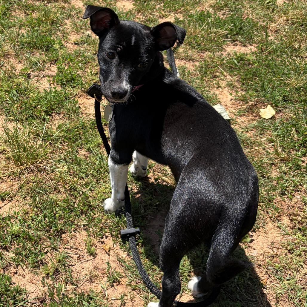 GIGI, a Adoptable mixed breed in Greensboro, GA image 5/5