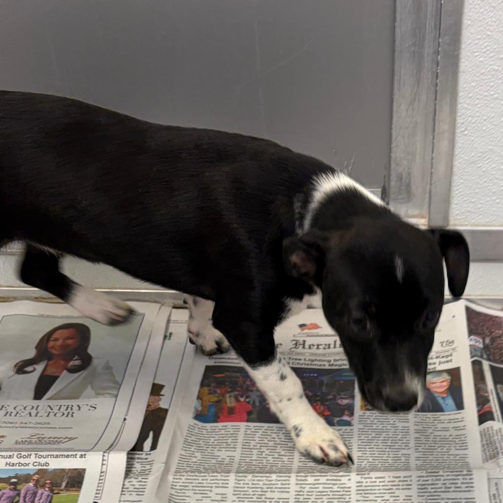 Enlarge GIGI, a Adoptable mixed breed in Greensboro, GA image 2/2