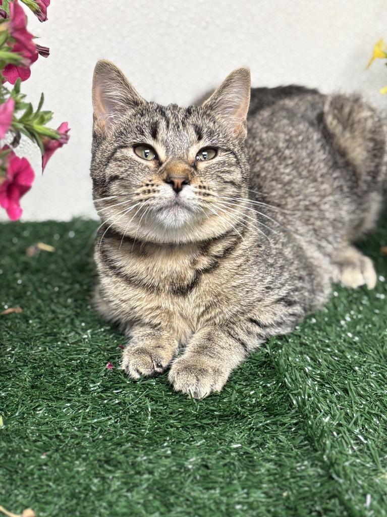 Enlarge Lisa, a Adoptable mixed breed in Effingham, IL image 1/4