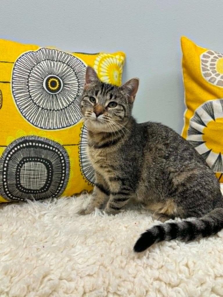 Enlarge Lisa, a Adoptable mixed breed in Effingham, IL image 2/4
