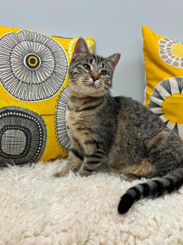 Enlarge Lisa, a Adoptable mixed breed in Effingham, IL image 3/4