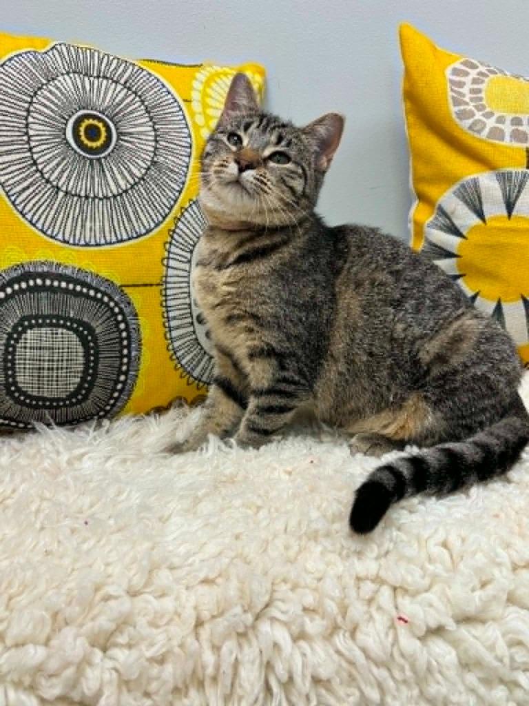 Enlarge Lisa, a Adoptable mixed breed in Effingham, IL image 4/4