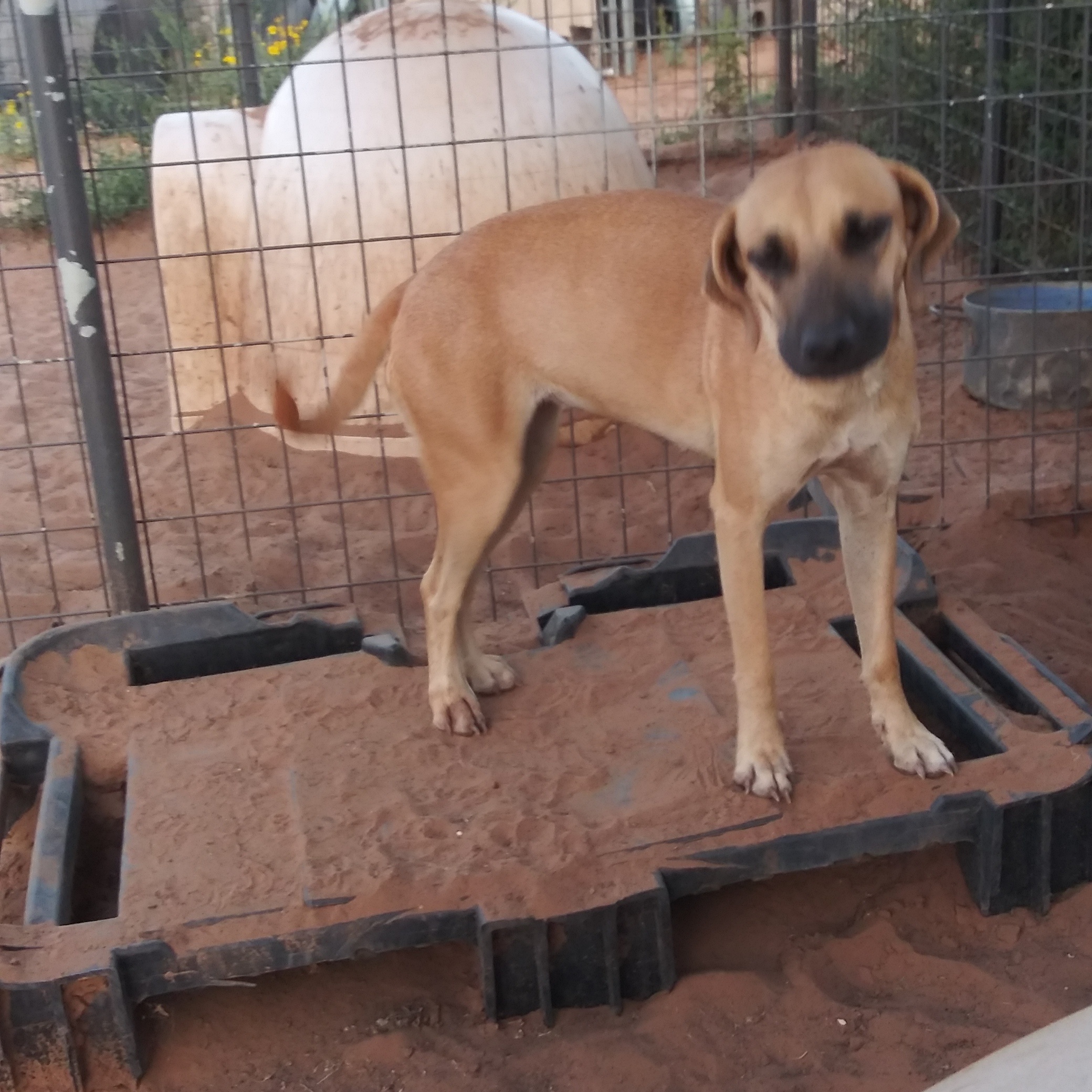 Daphne, Adoptable, Adult Female Hound.