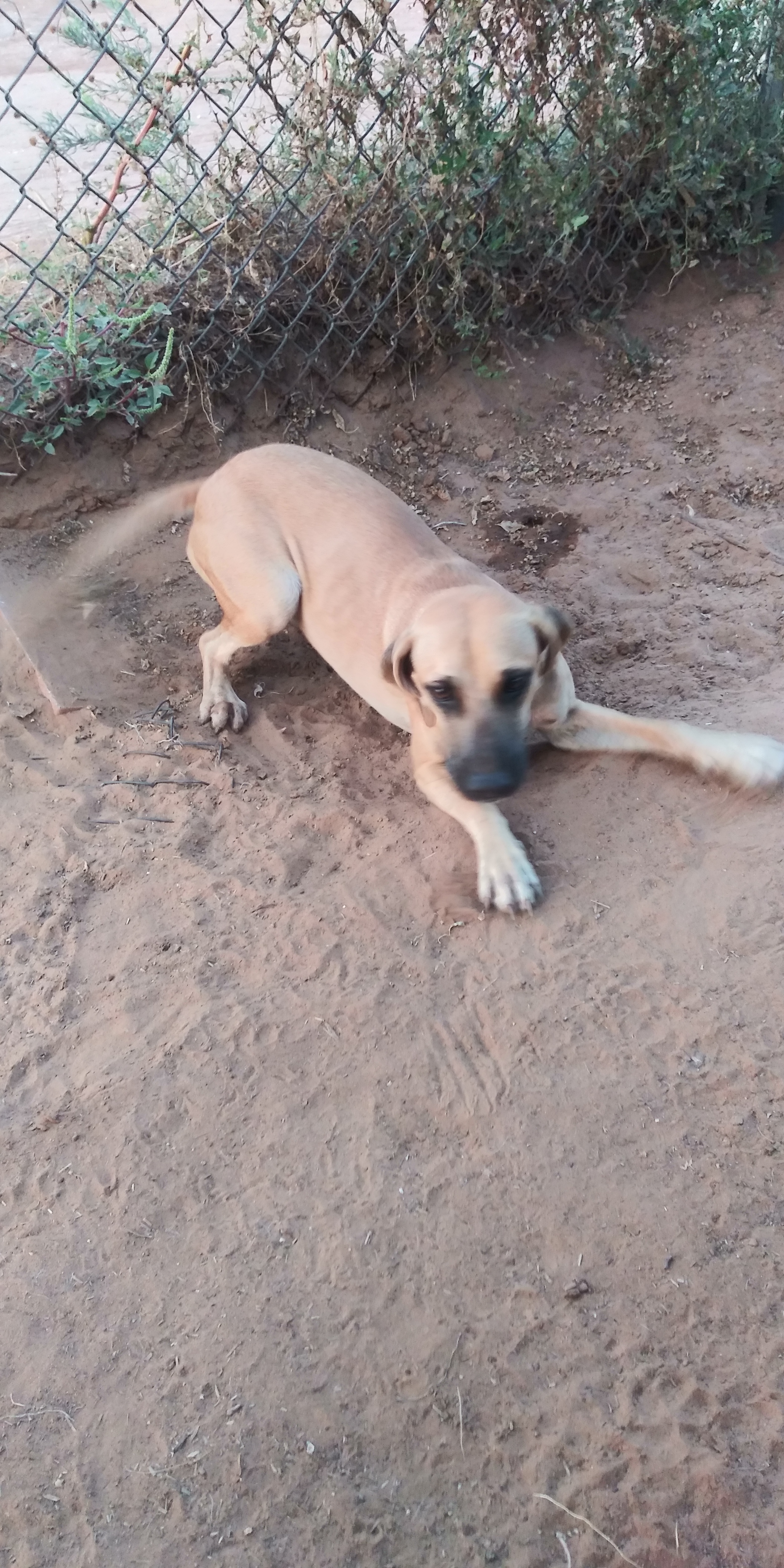 Daphne, a Adoptable mixed breed in Anton, TX image 2/4