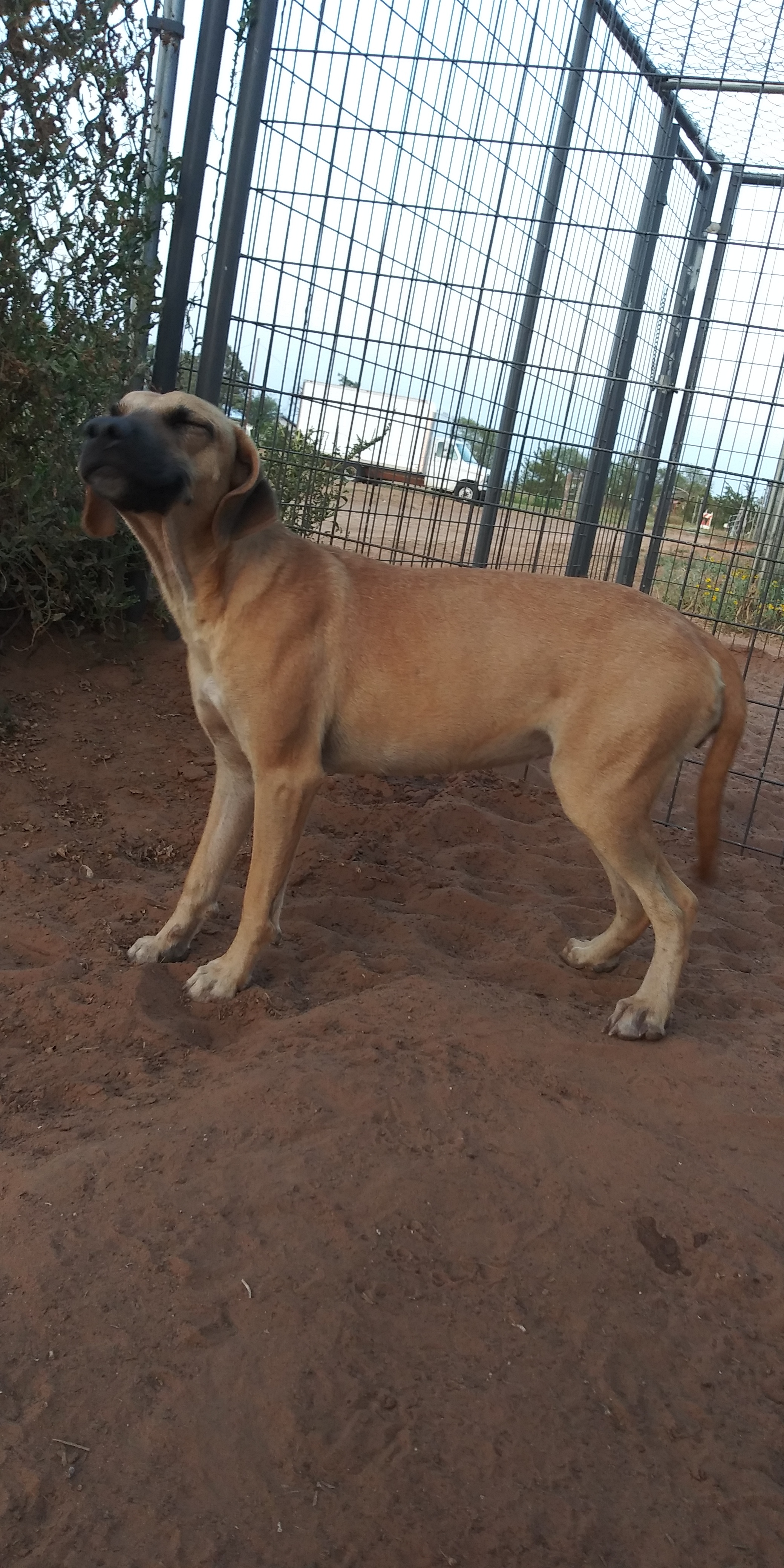 Daphne, a Adoptable mixed breed in Anton, TX image 3/4