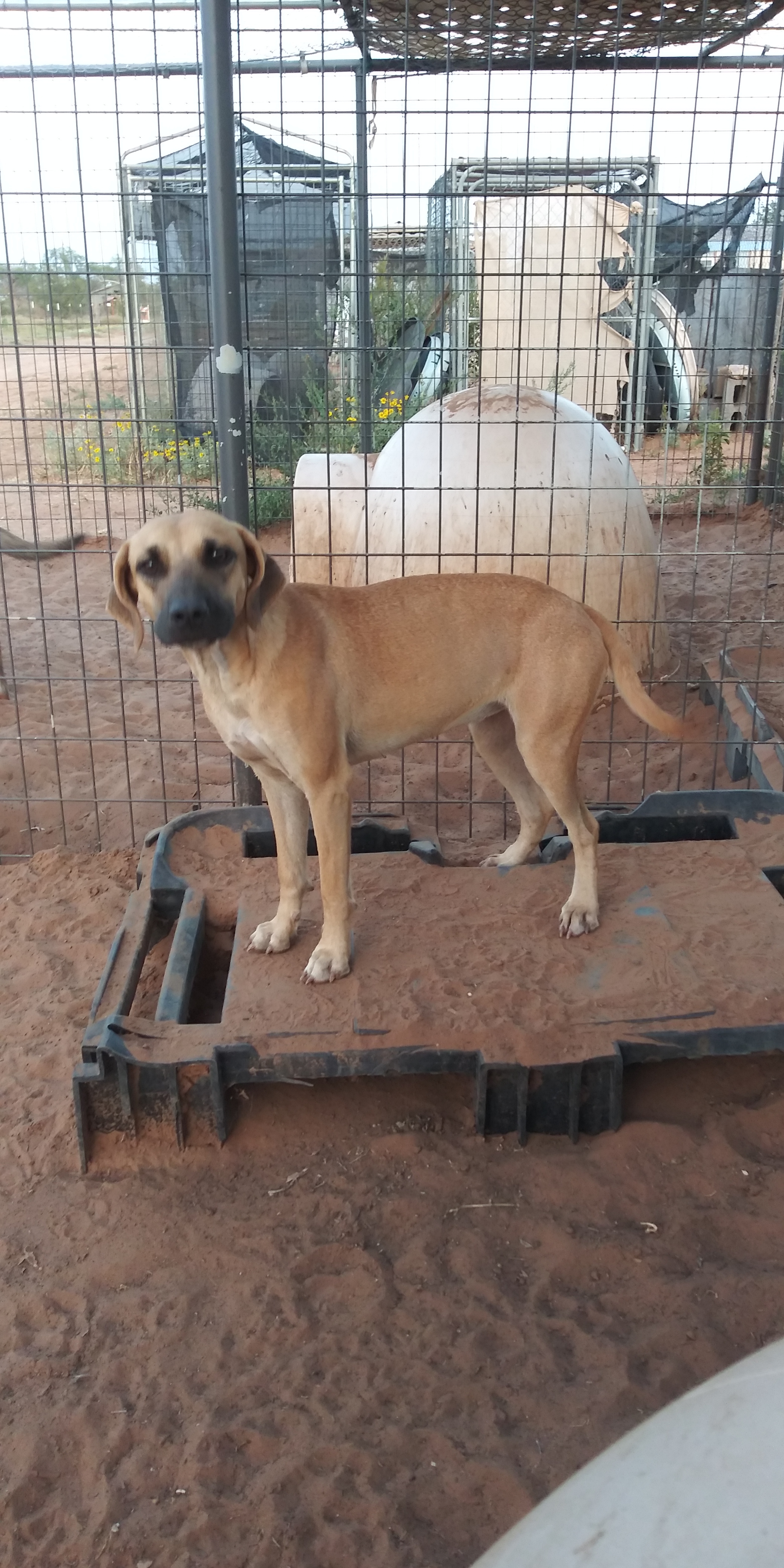 Daphne, a Adoptable mixed breed in Anton, TX image 4/4