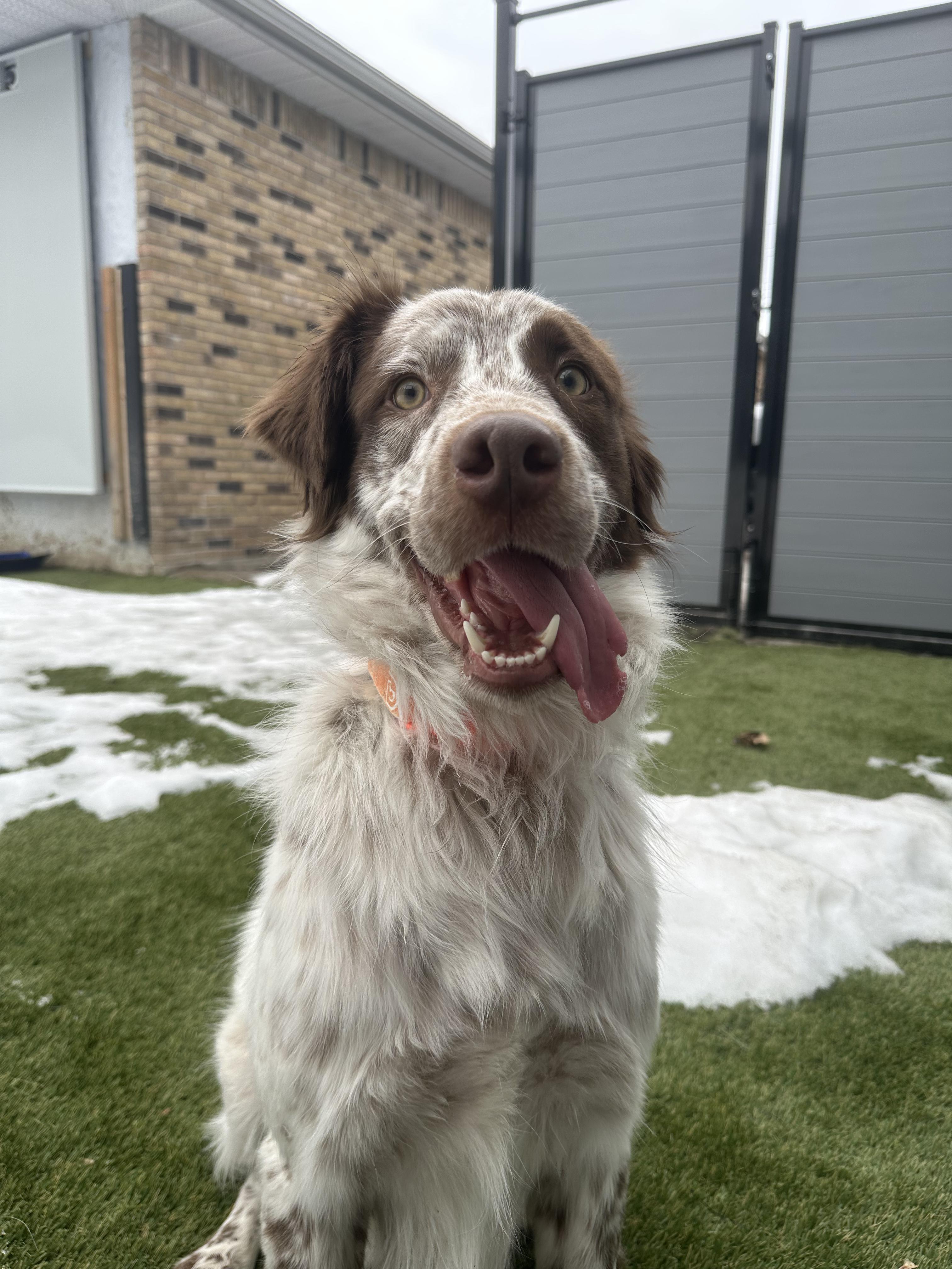 Enlarge Millie, a Adoptable mixed breed in Aurora, ON image 6/6