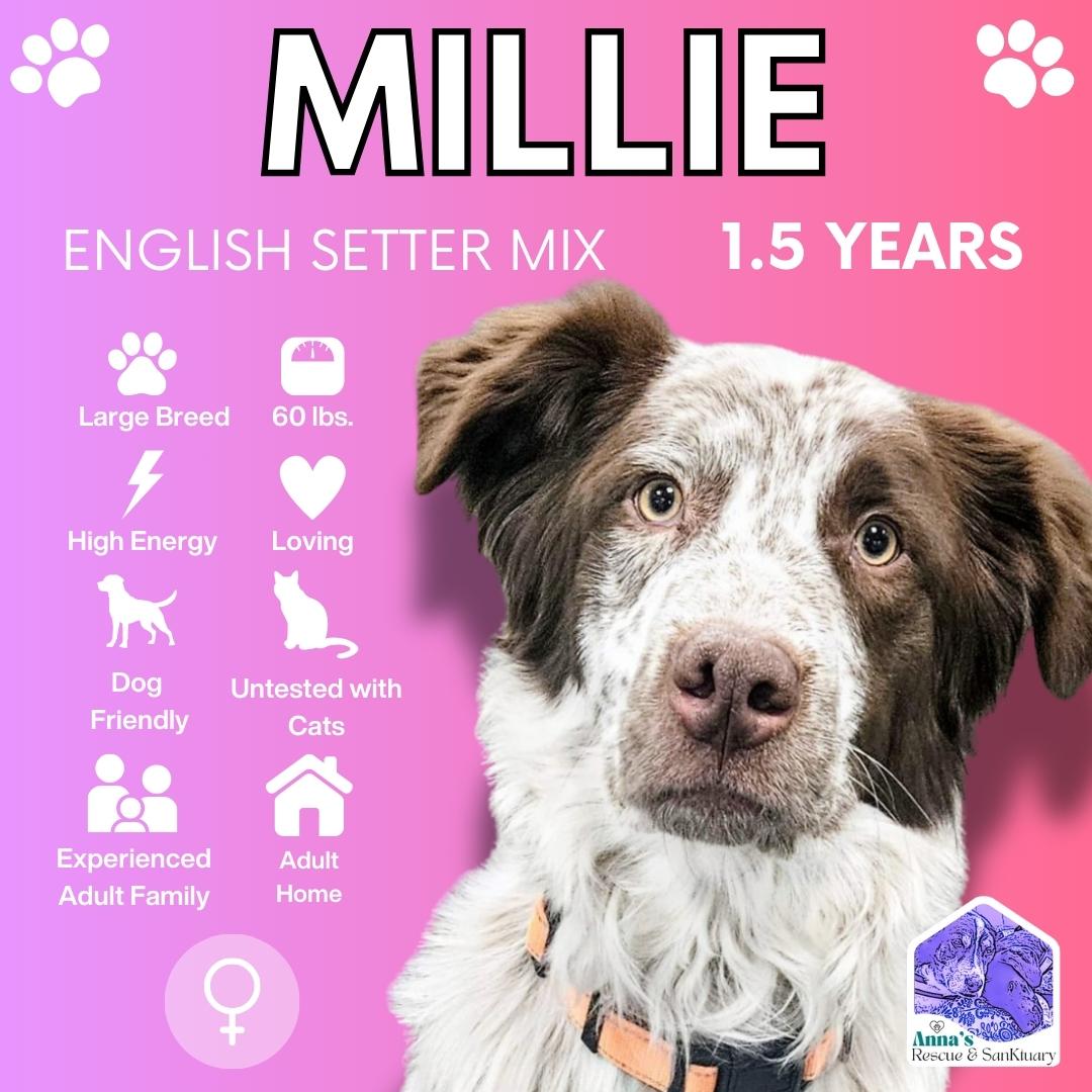 Enlarge Millie, a Adoptable mixed breed in Aurora, ON image 1/3