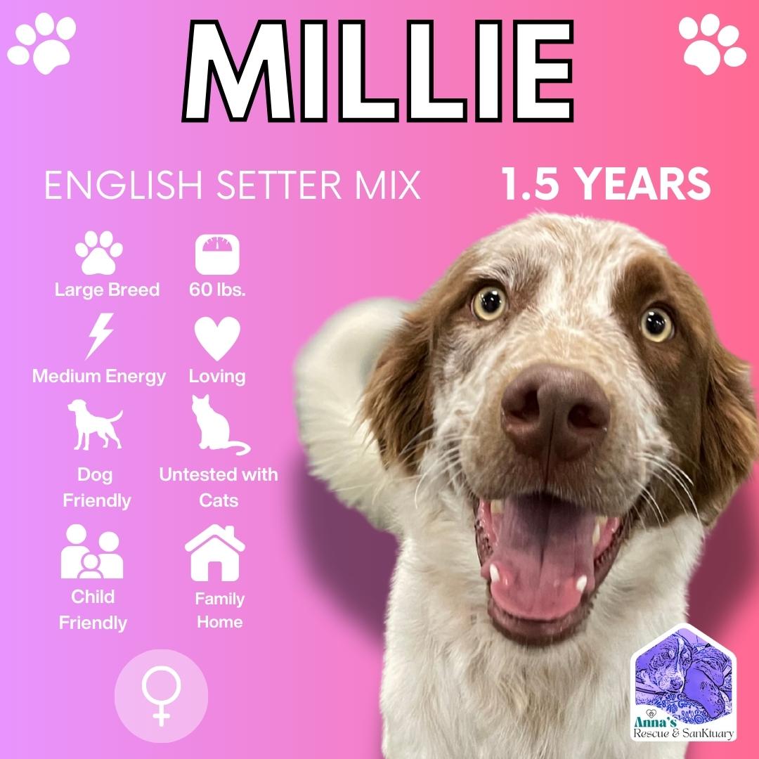 Enlarge Millie, a Adoptable mixed breed in Aurora, ON image 1/3