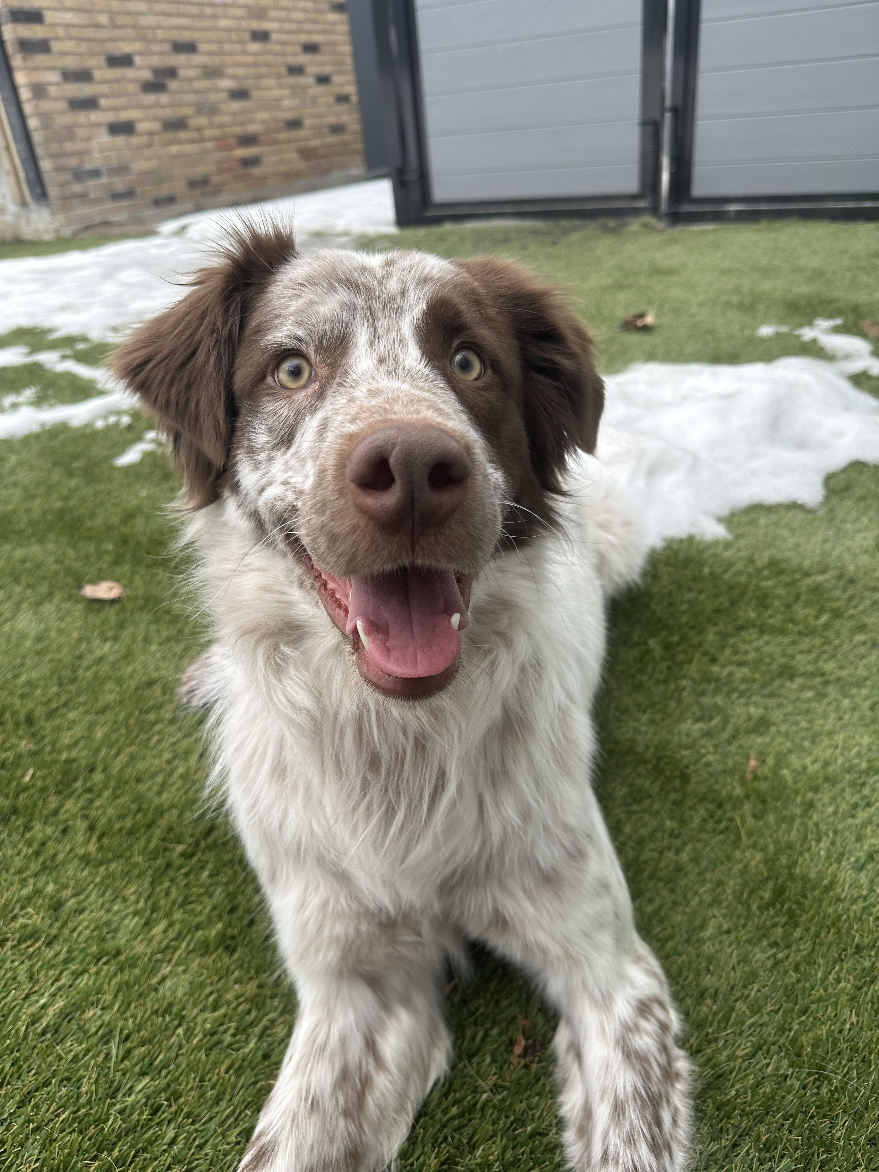 Enlarge Millie, a Adoptable mixed breed in Aurora, ON image 3/6