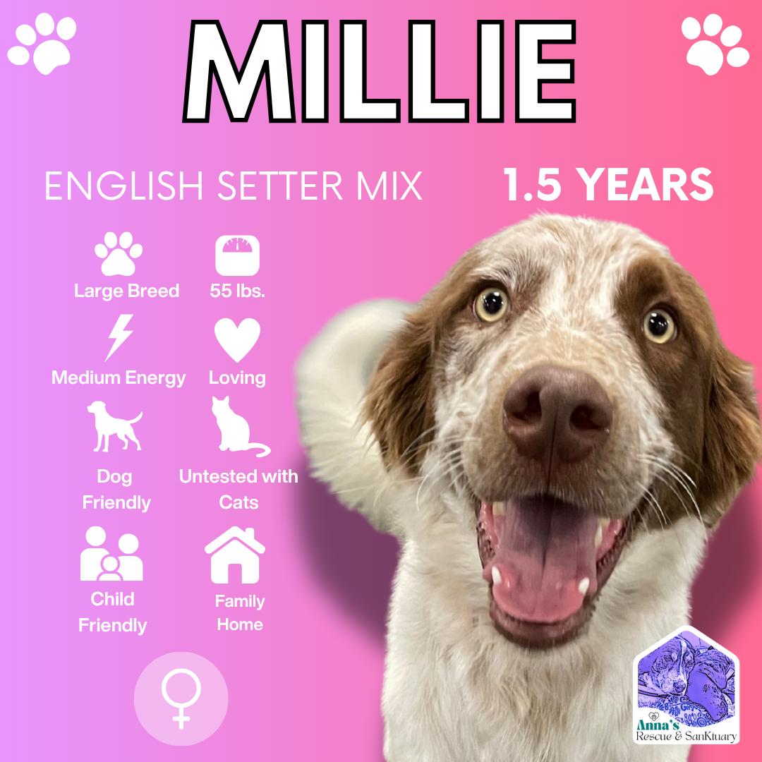 Millie, Adoptable, Adult Female English Setter & Brittany Spaniel.