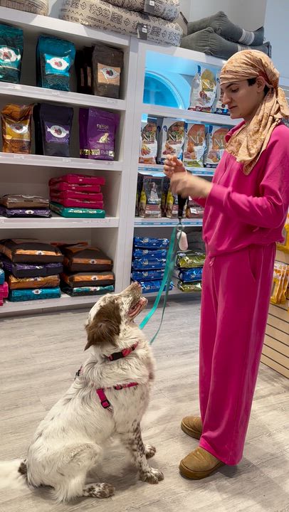 Enlarge Millie, a Adoptable mixed breed in Aurora, ON video 3/3