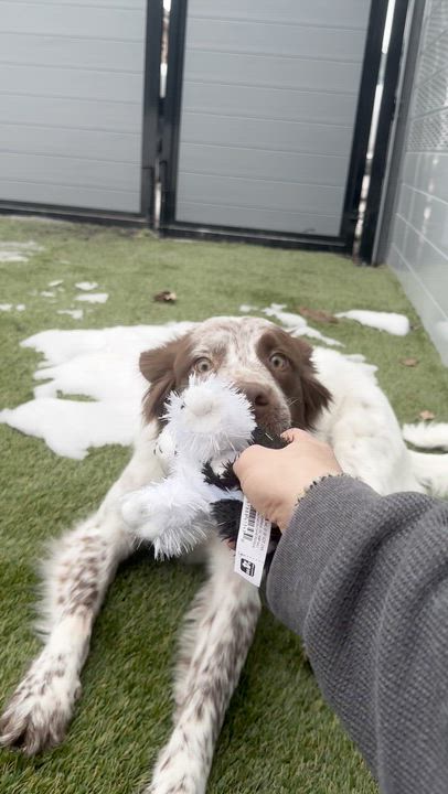 Enlarge Millie, a Adoptable mixed breed in Aurora, ON video 4/6