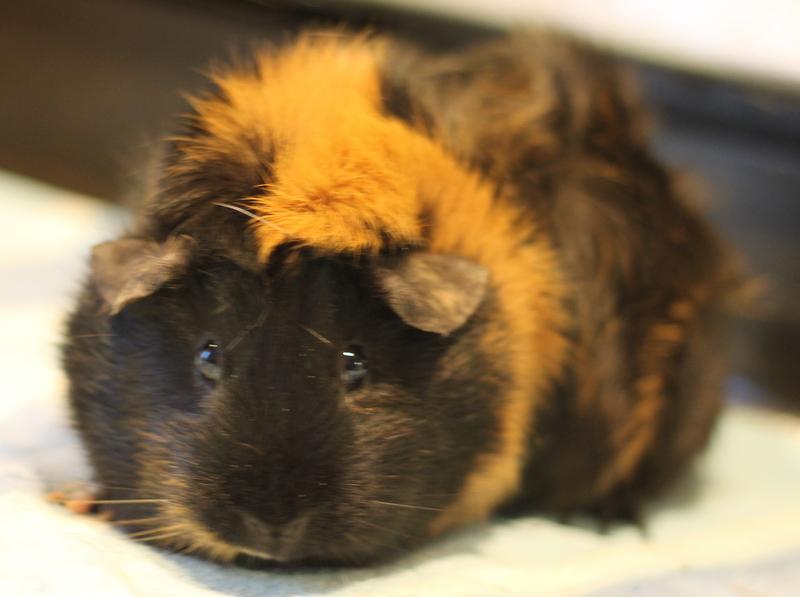 Enlarge Ruby, a ADOPTABLE Guinea Pig in Budd Lake, NJ image 2/6