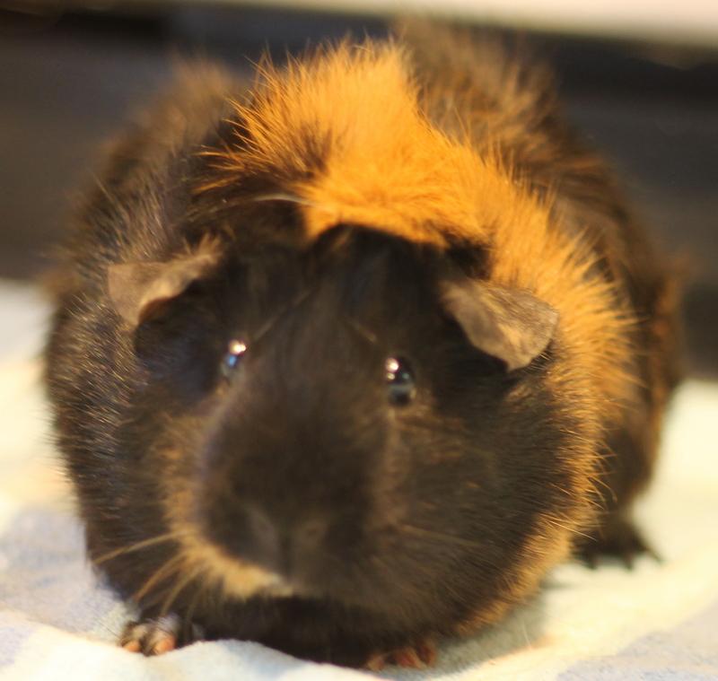 Enlarge Ruby, a ADOPTABLE Guinea Pig in Budd Lake, NJ image 5/6