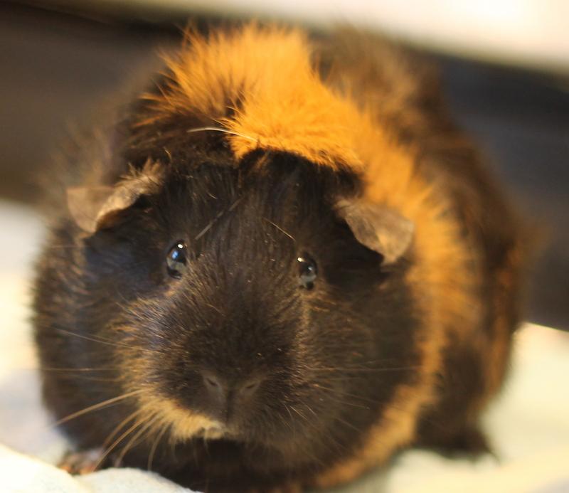 Enlarge Ruby, a ADOPTABLE Guinea Pig in Budd Lake, NJ image 1/6