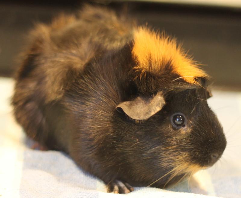 Enlarge Ruby, a ADOPTABLE Guinea Pig in Budd Lake, NJ image 4/6