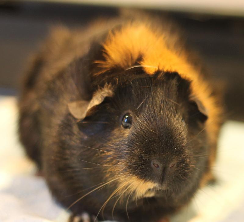 Enlarge Ruby, a ADOPTABLE Guinea Pig in Budd Lake, NJ image 6/6