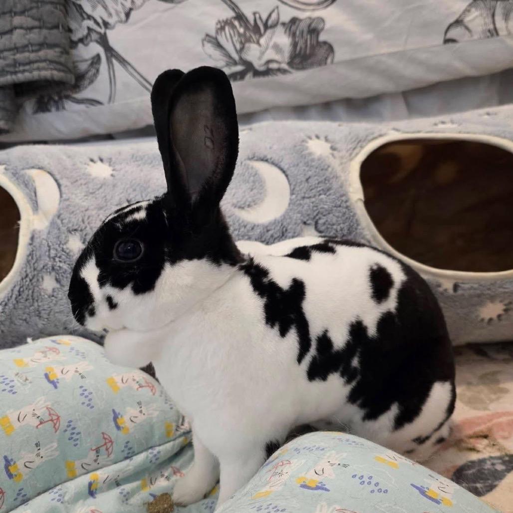 Enlarge Abby Manning, a Adoptable Mini Rex in Cream Ridge, NJ image 1/4