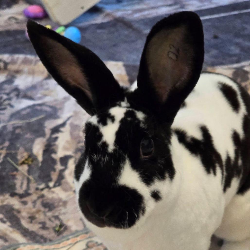 Enlarge Abby Manning, a Adoptable Mini Rex in Cream Ridge, NJ image 2/4