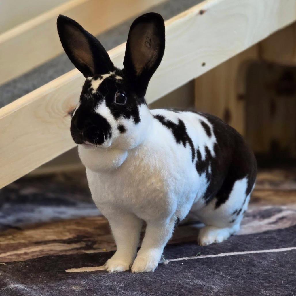 Enlarge Abby Manning, a Adoptable Mini Rex in Cream Ridge, NJ image 3/4