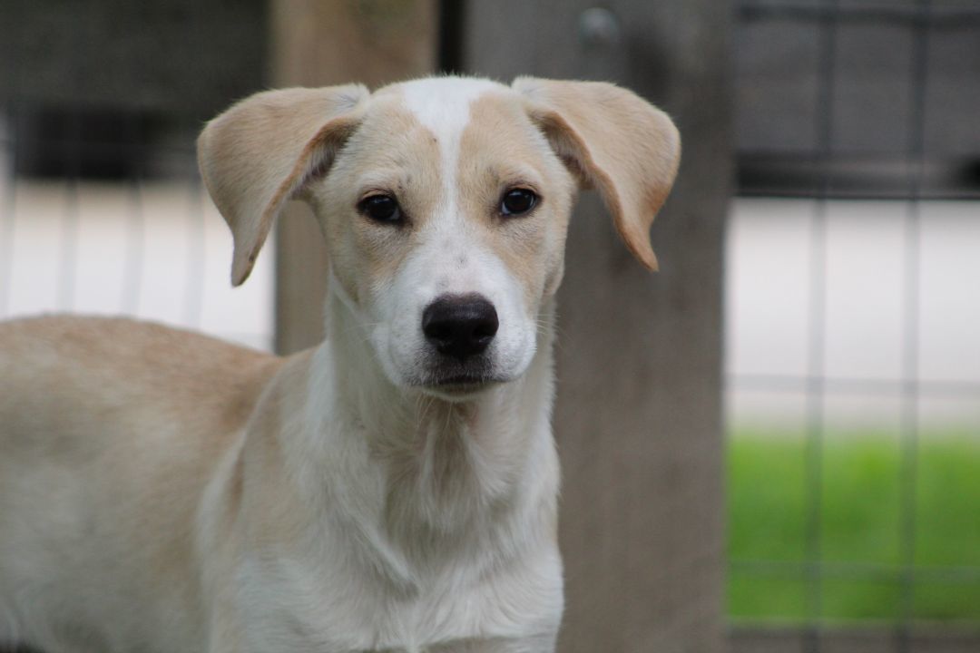Lillibet, Adopted, Puppy Female Hound & Terrier.