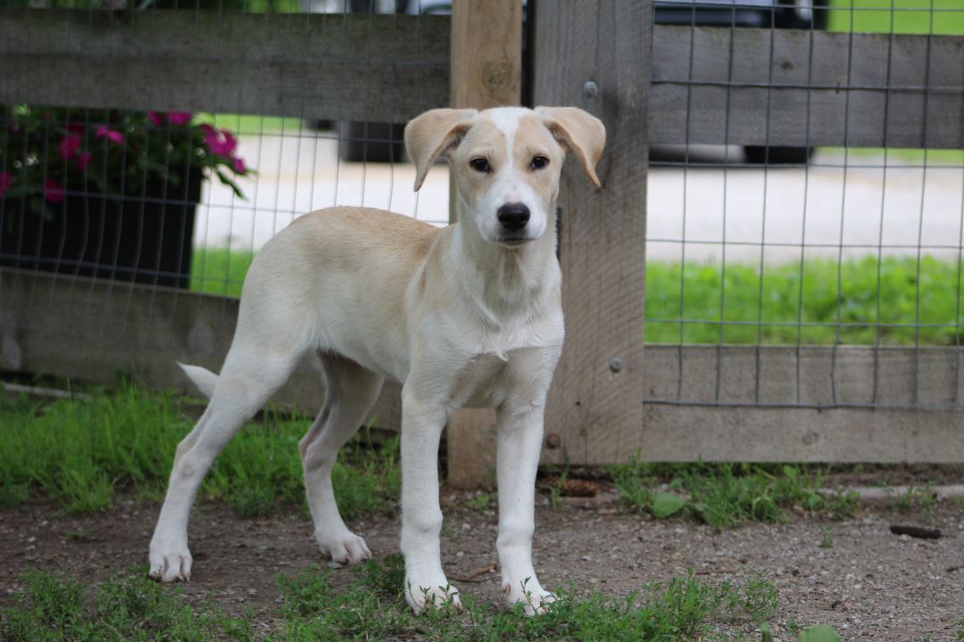 Enlarge Lillibet, a Adopted mixed breed in Coldwater, ON image 2/6
