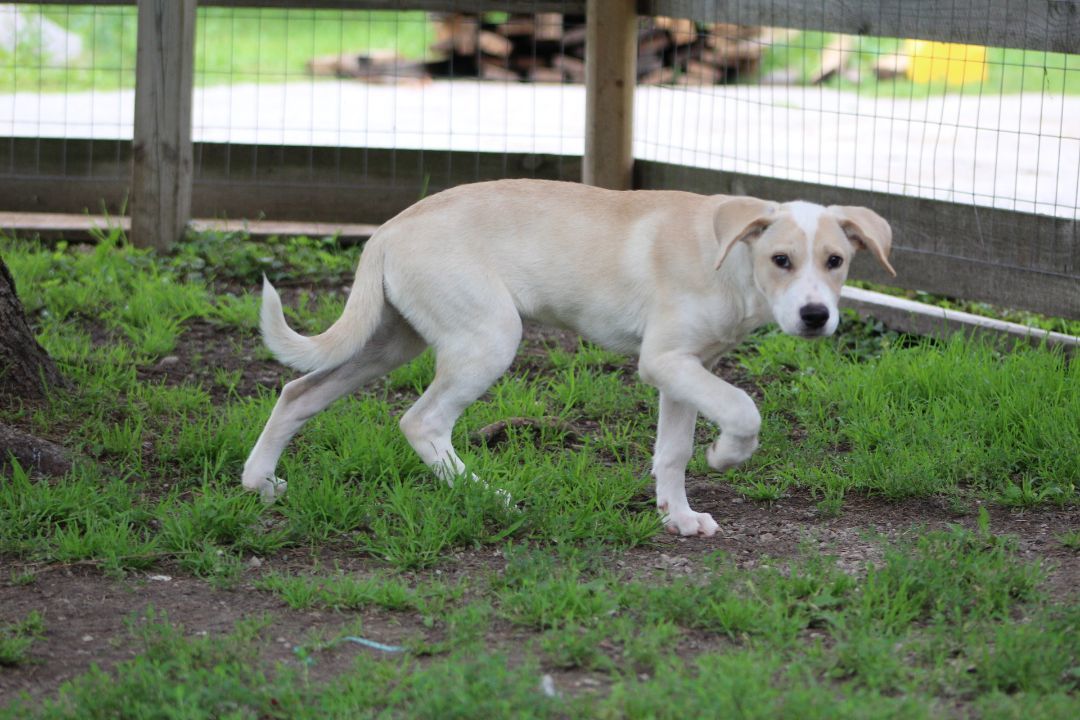 Enlarge Lillibet, a Adopted mixed breed in Coldwater, ON image 3/6