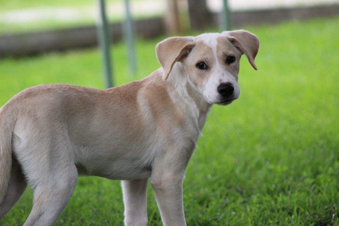Enlarge Lillibet, a Adopted mixed breed in Coldwater, ON image 4/6