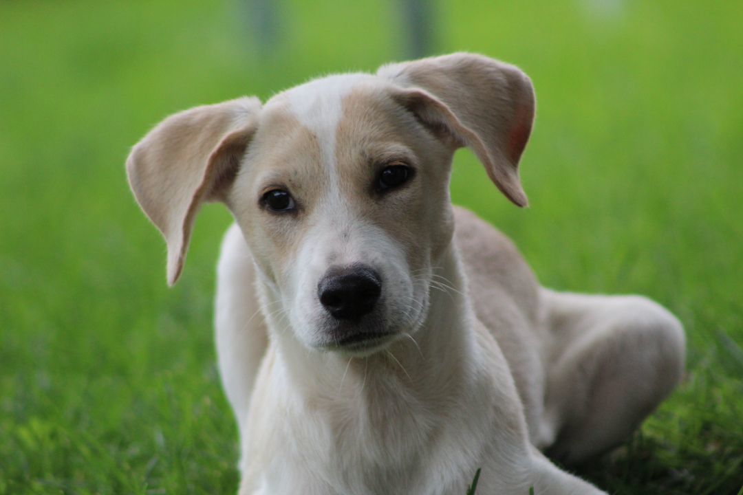 Enlarge Lillibet, a Adopted mixed breed in Coldwater, ON image 6/6