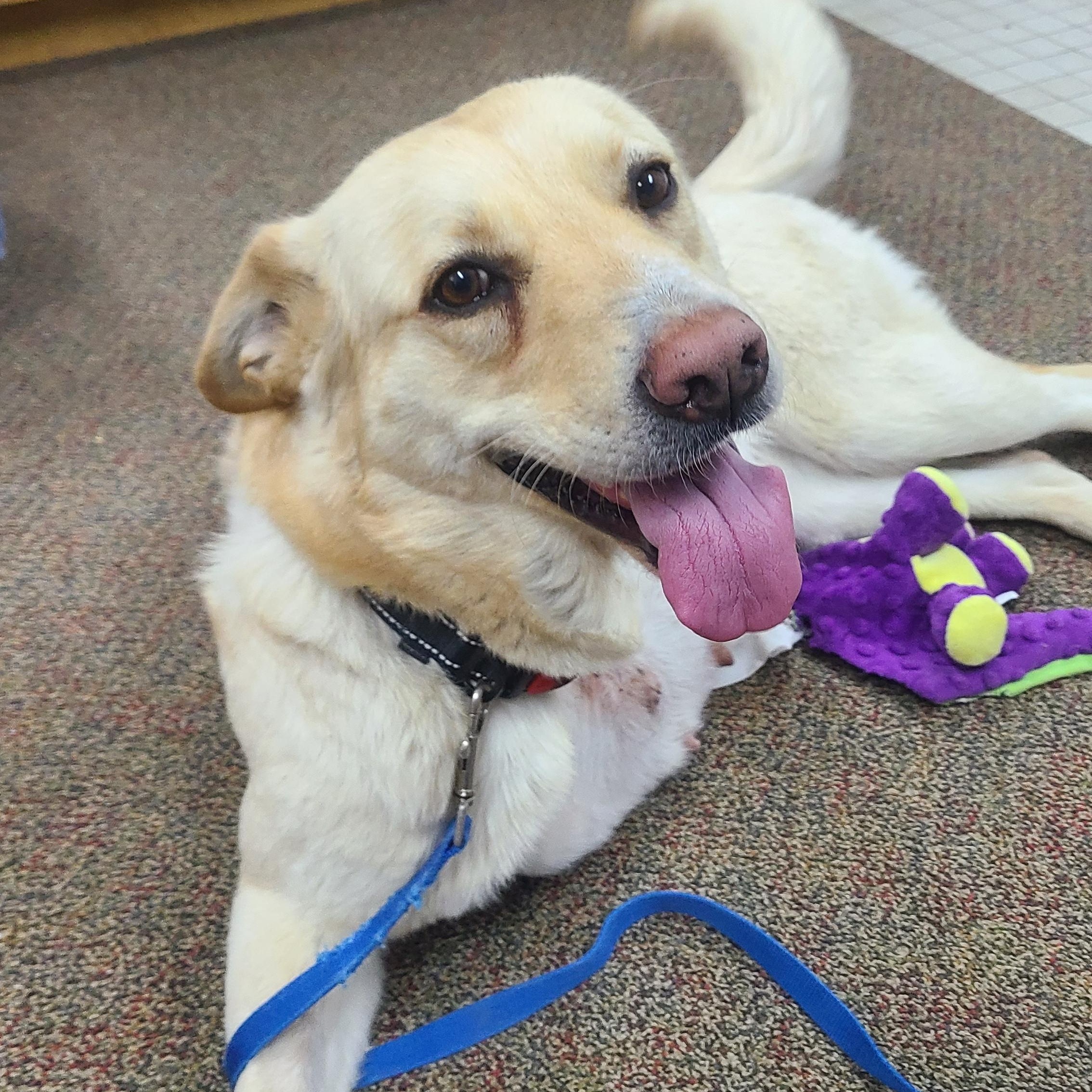 Enlarge Sibby, an adopted Labrador Retriever in Newcastle, WY image 1/3