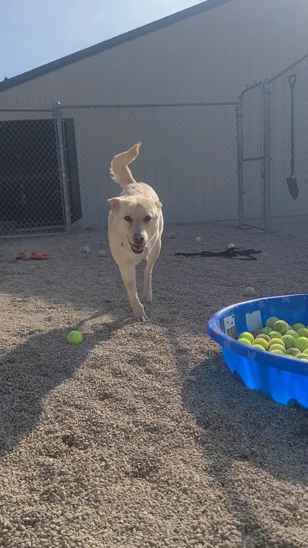 Enlarge Sibby, an adopted Labrador Retriever in Newcastle, WY image 3/3