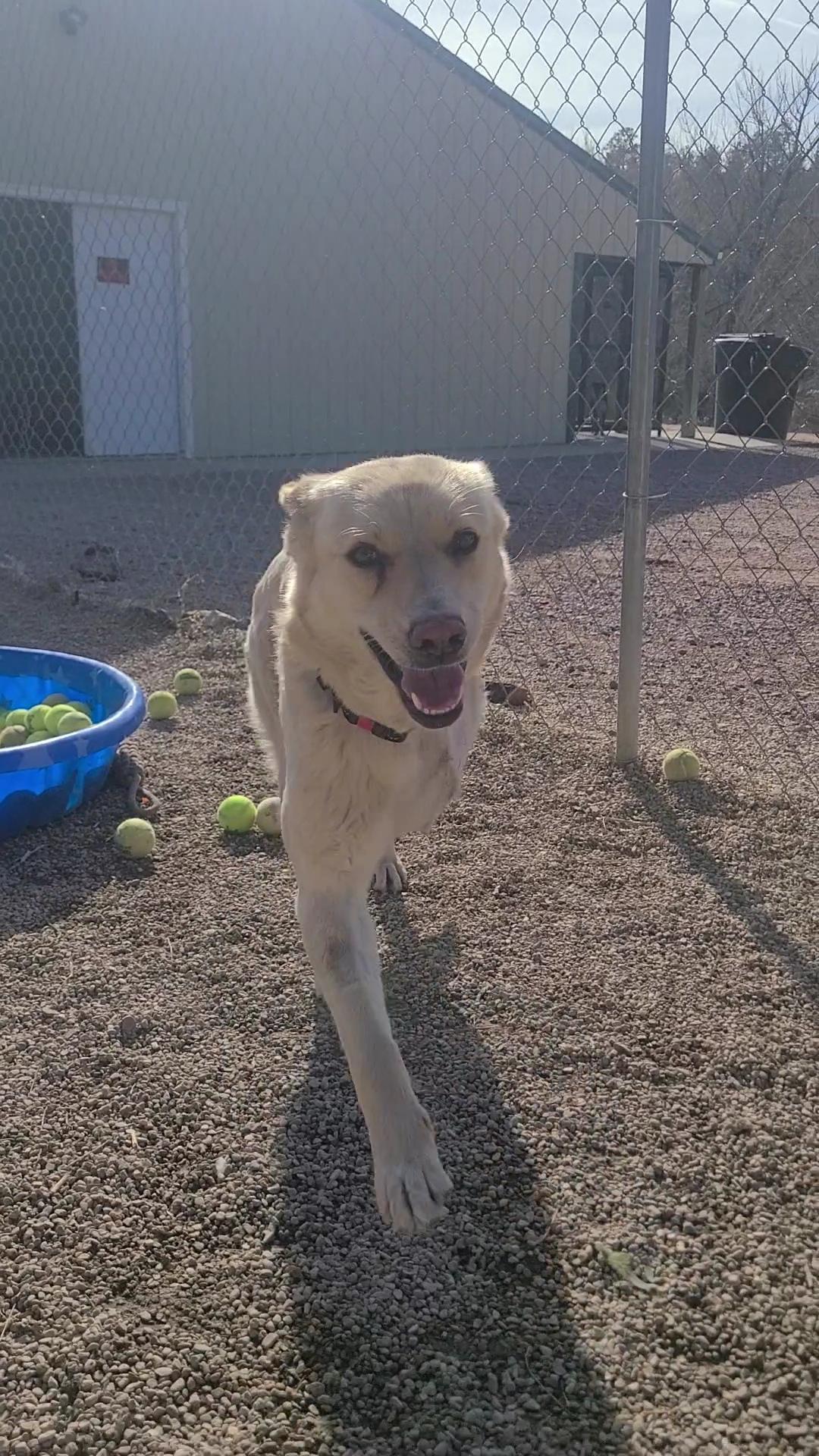 Enlarge Sibby, an adopted Labrador Retriever in Newcastle, WY image 2/3