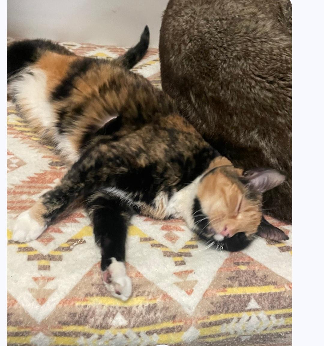 Enlarge Baby, an adopted Calico in Billings, MT image 2/3