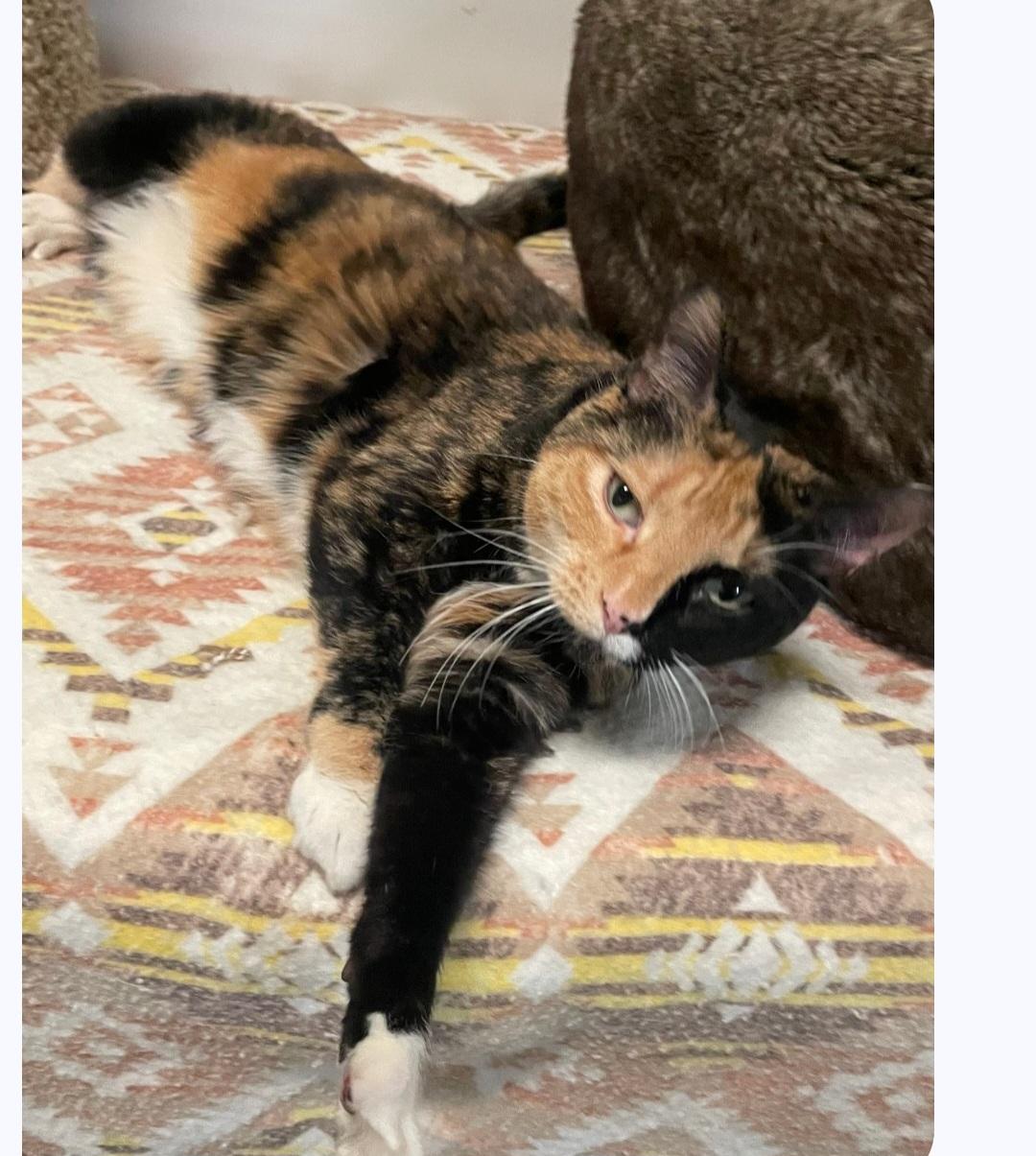 Enlarge Baby, an adopted Calico in Billings, MT image 3/3