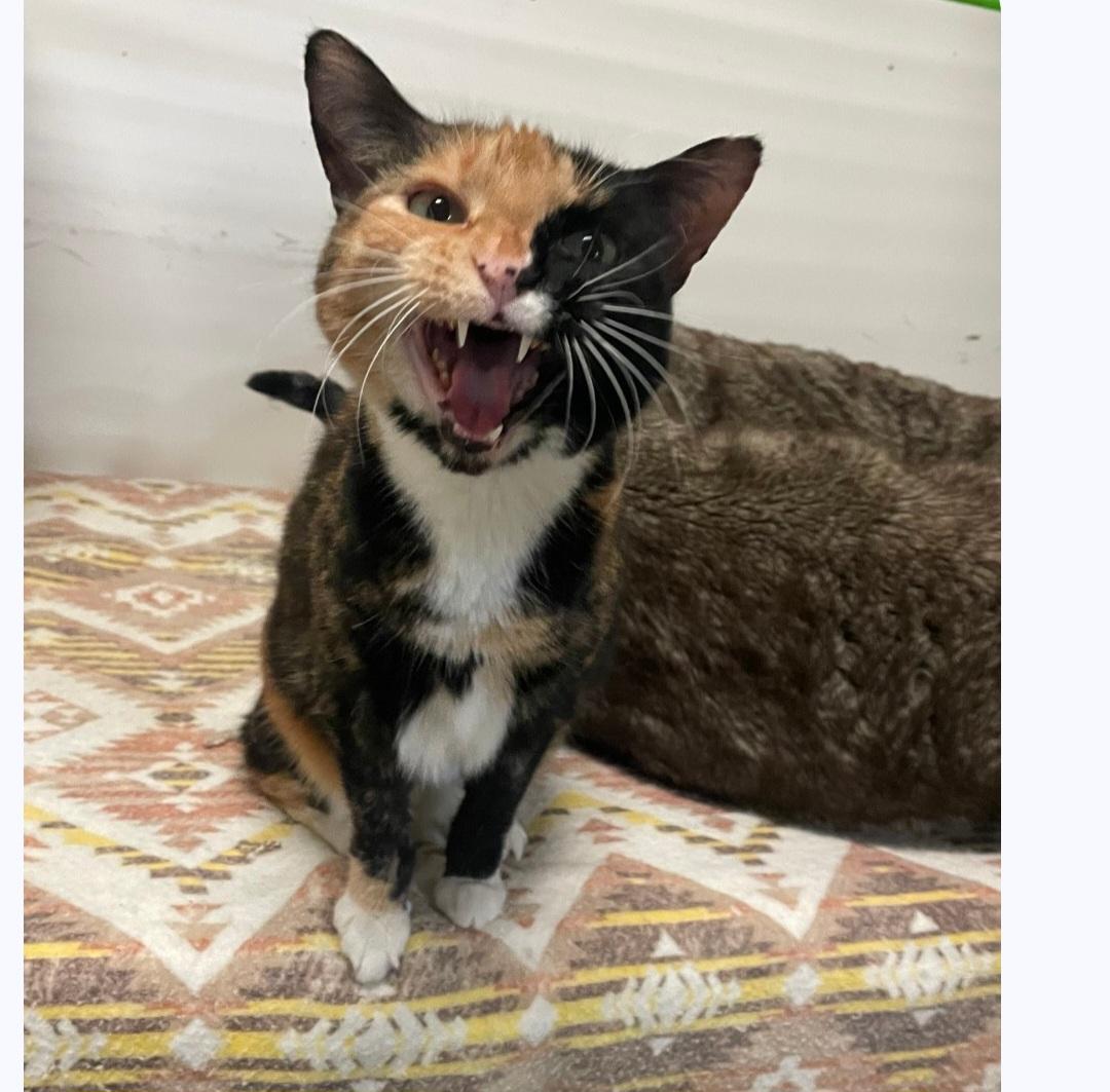 Enlarge Baby, an adopted Calico in Billings, MT image 1/3