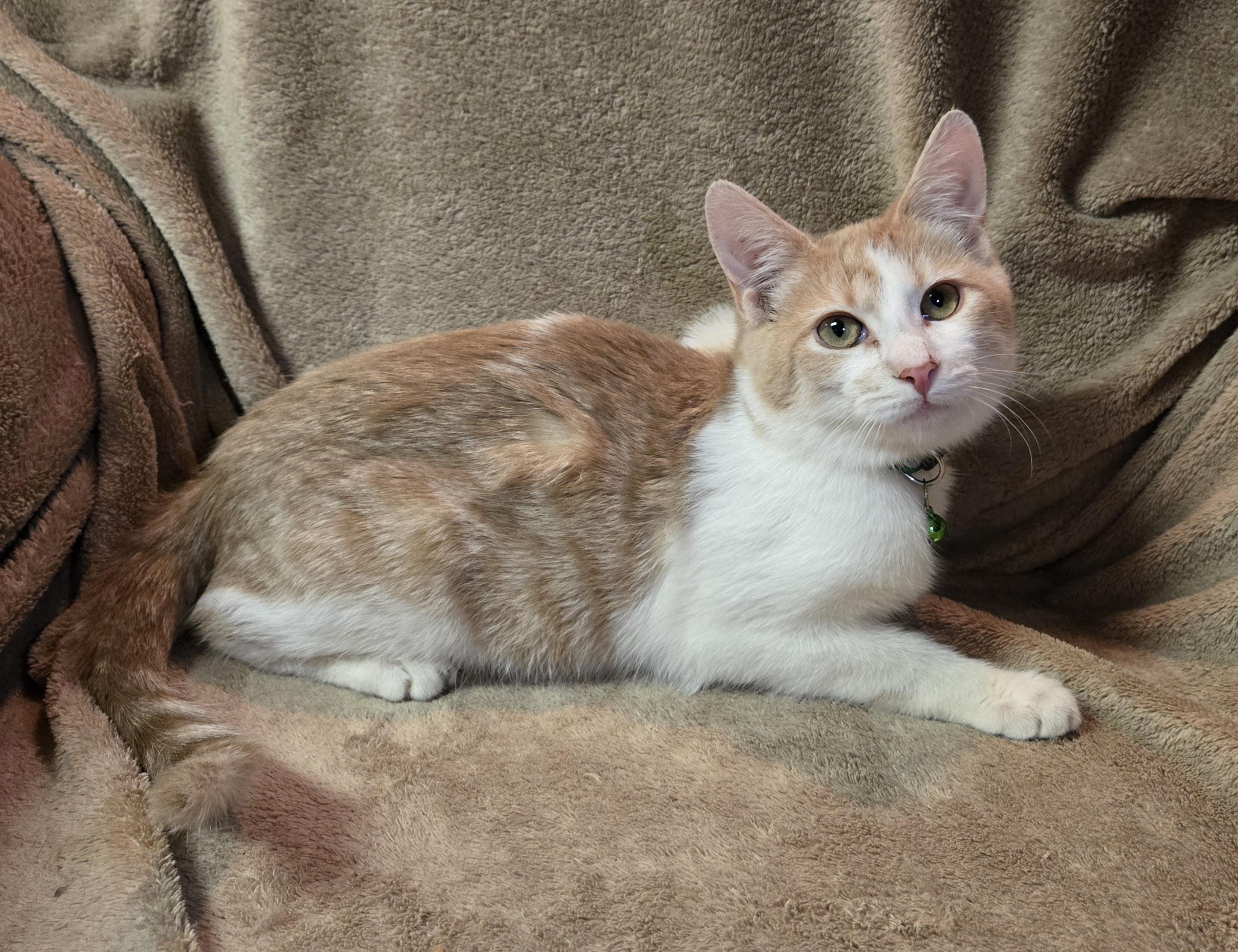 Enlarge Almond, an adopted Domestic Short Hair in Stoughton, WI image 2/3