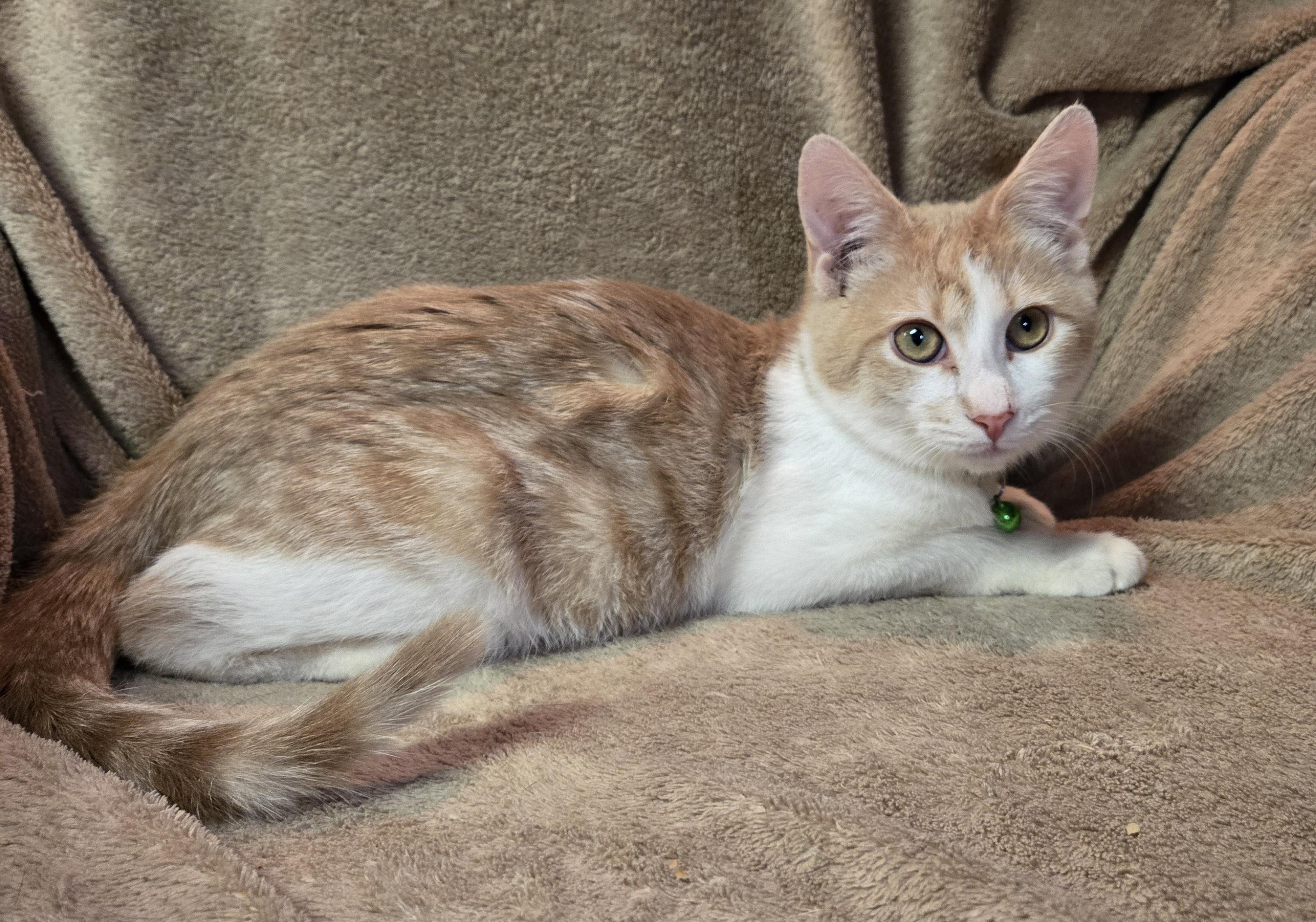 Enlarge Almond, an adopted Domestic Short Hair in Stoughton, WI image 3/3
