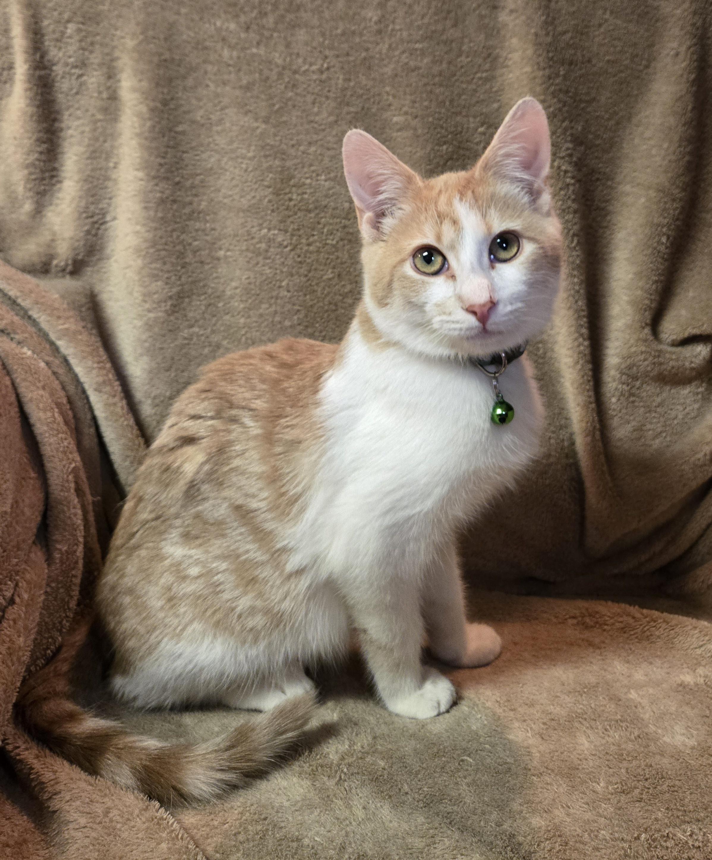 Almond, adopted, Kitten Male Domestic Short Hair.