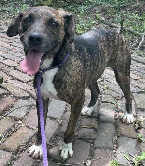 Enlarge Lou, a Adoptable mixed breed in Savannah, MO image 2/4