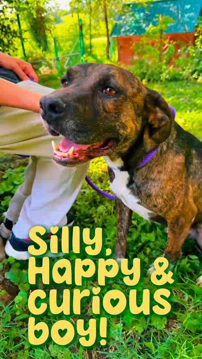 Enlarge Lou, a Adoptable mixed breed in Savannah, MO video 3/4