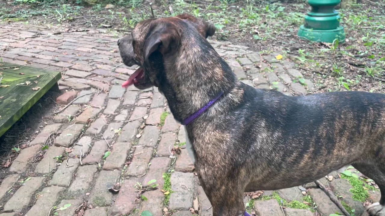 Enlarge Lou, a Adoptable mixed breed in Savannah, MO video 4/4