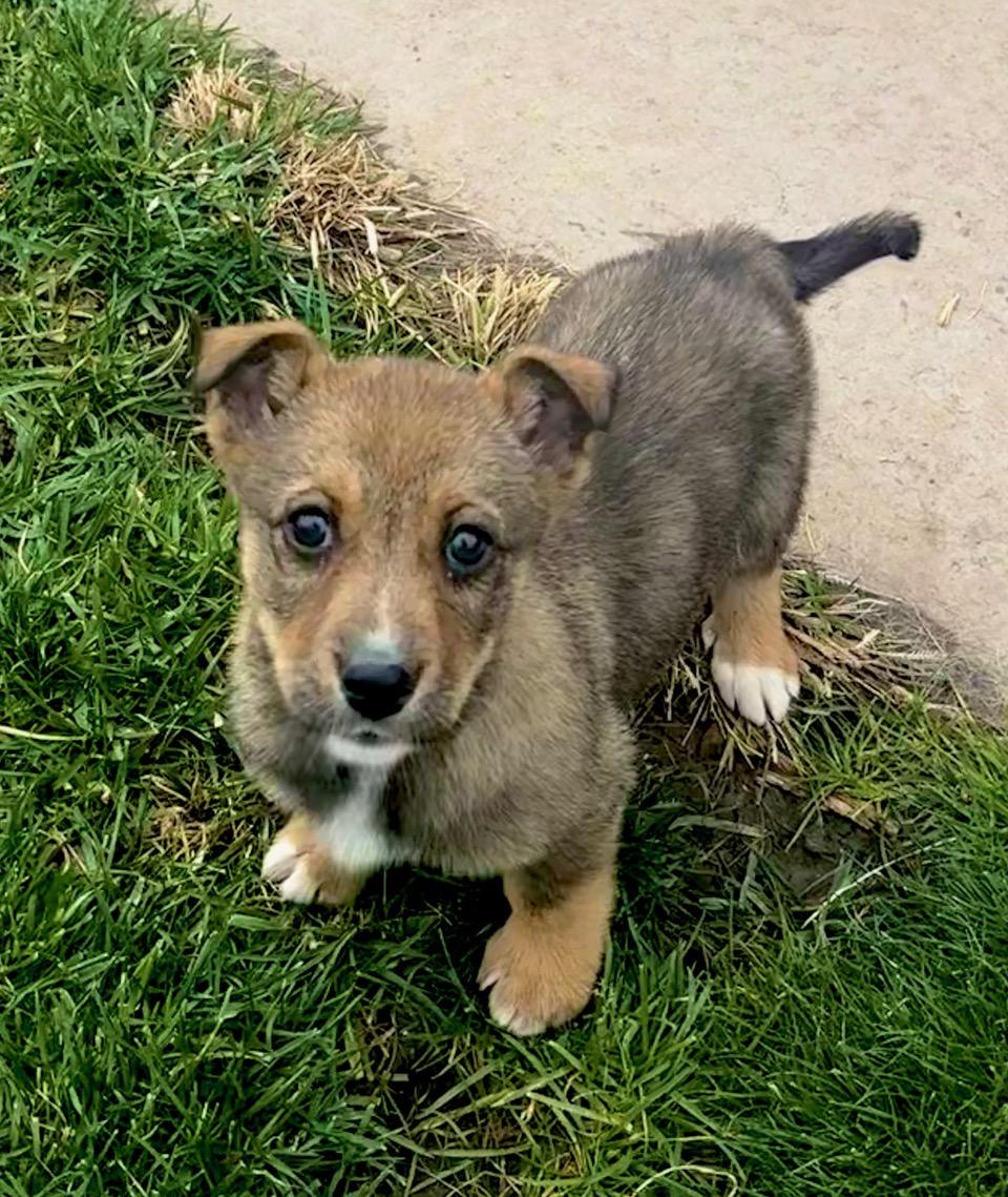 Enlarge Ryah, a Adoptable mixed breed in Albuquerque, NM image 4/6