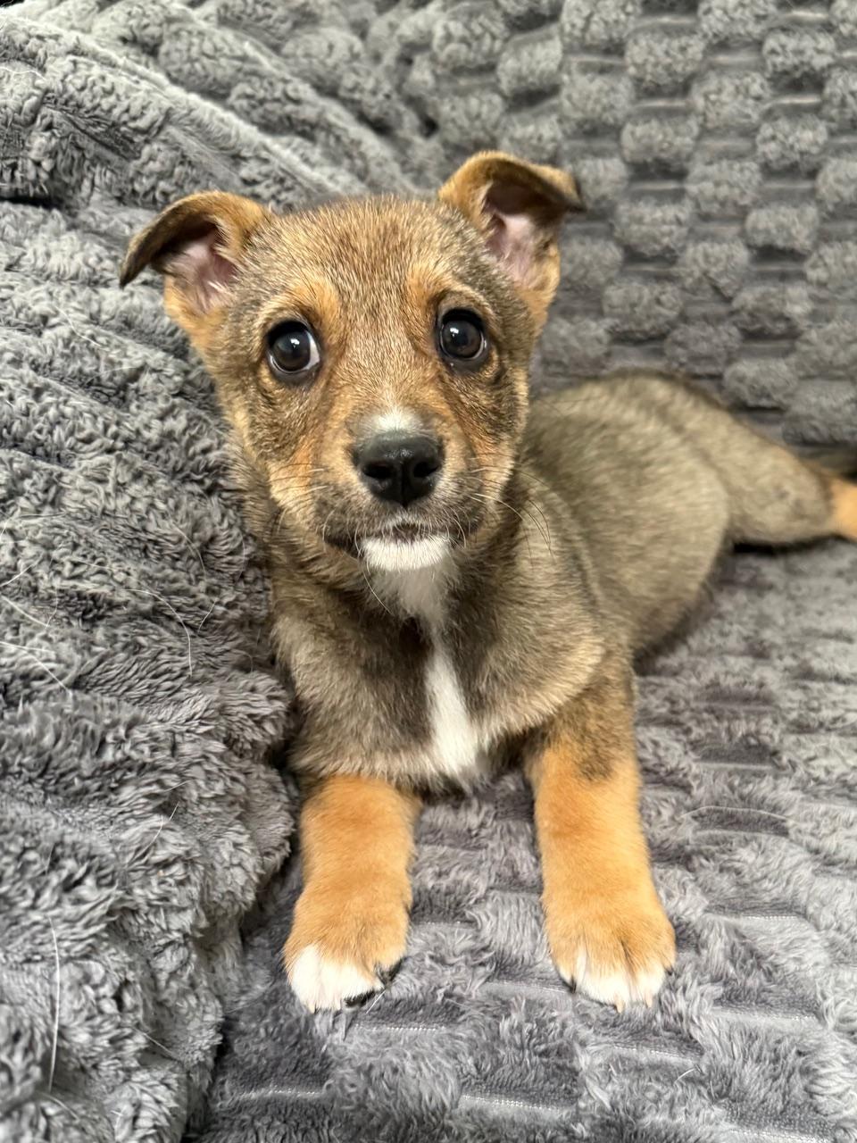 Enlarge Ryah, a Adoptable mixed breed in Albuquerque, NM image 6/6