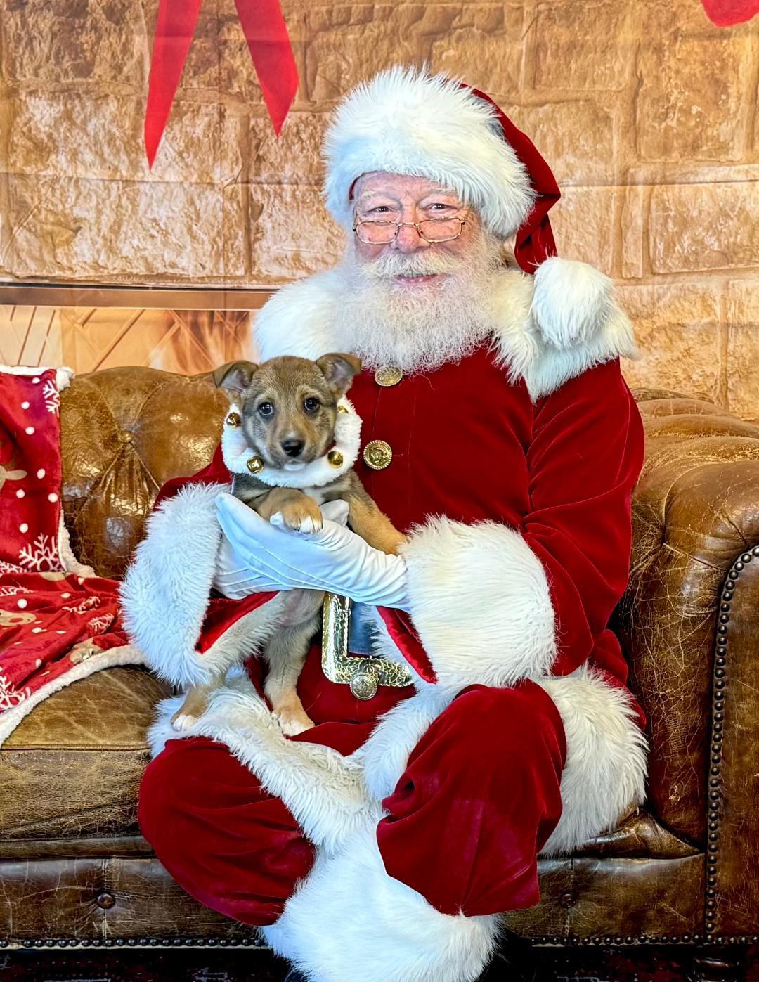 Enlarge Ryah, a Adoptable mixed breed in Albuquerque, NM image 1/6